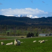 Sheep at Ruthven