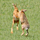 Boxing Hares in the field in front of Drumniall