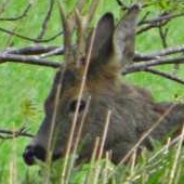 Roebuck in Knockargety woods behind the Cottage