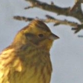 Yellowhammer at Drumniall