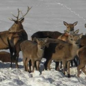 Red Deer in Glenshee