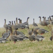 Geese in the field behind Drumniall