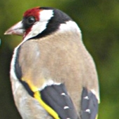Goldfinches on the Feeder