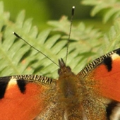 A Summer Visitor – Peacock Butterfly at Drumniall