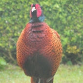 Pheasant outside the Cottage