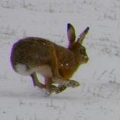 Hares in Spring snow at Upper Ruthven