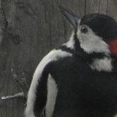 Great Spotted Woodpecker on the Clothes Line post